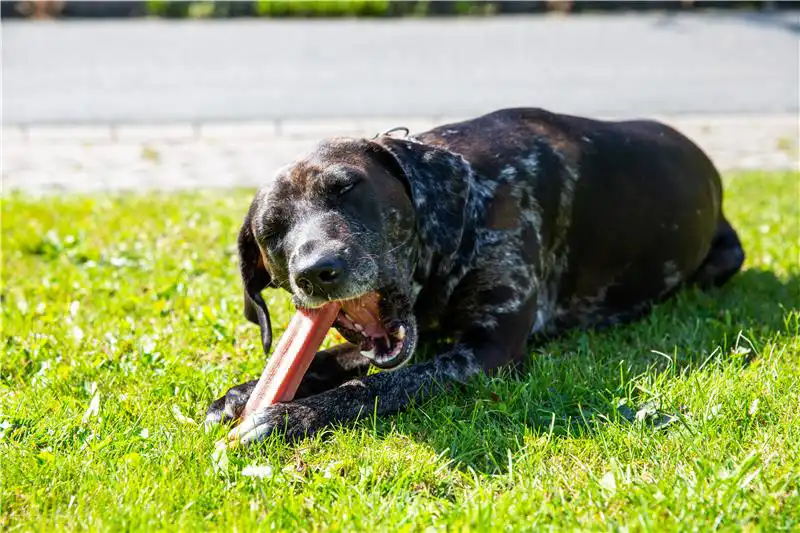 DAUERKAUER Hartkäse-Rote Bete